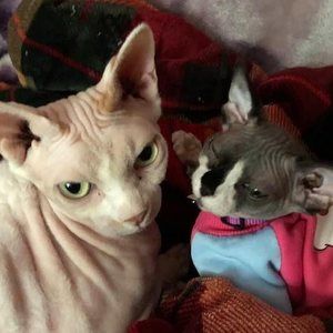 Meet your Posher, Cherie